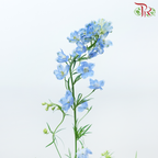 Delphinium Mini - Sea Blue (Per Bunch)