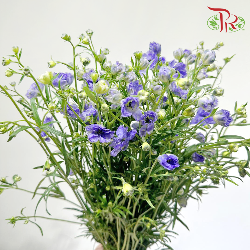 Mini Delphinium - Purple (Per Bunch)