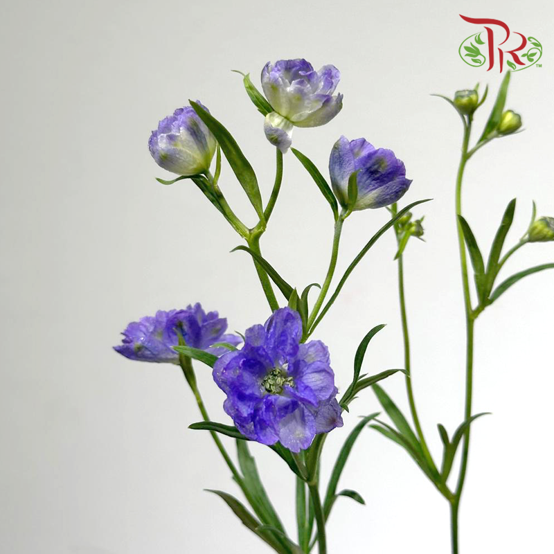 Mini Delphinium - Purple (Per Bunch)
