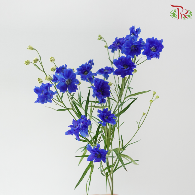 Delphinium Mini Double - Blue (Per Bunch)