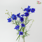 Delphinium Mini Double - Blue (Per Bunch)