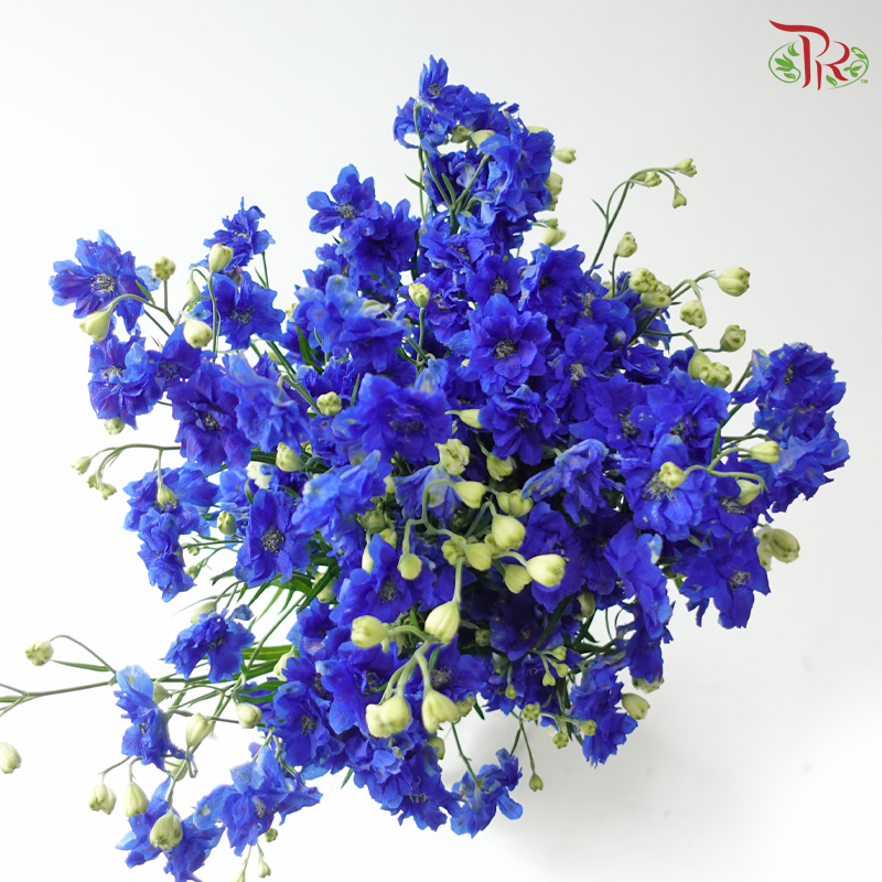 Delphinium Mini Double - Blue (Per Bunch)