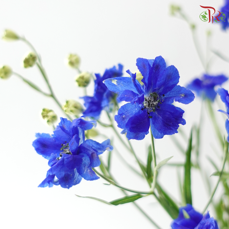 Delphinium Mini Double - Blue (Per Bunch)