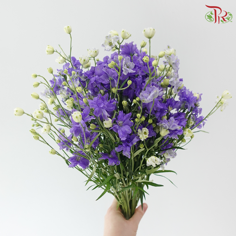 Delphinium Mini Double - Purple (Per Bunch)
