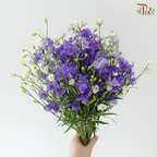 Delphinium Mini Double - Purple (Per Bunch)