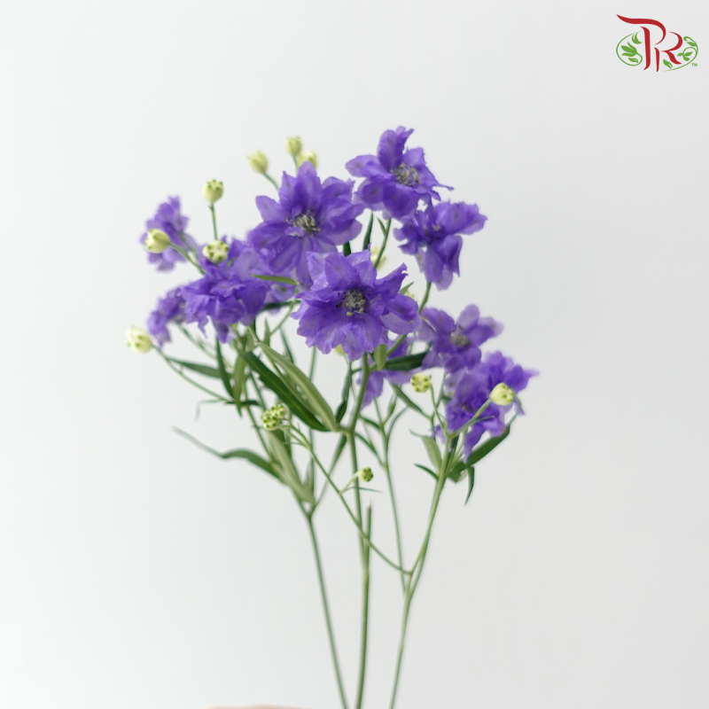 Delphinium Mini Double - Purple (Per Bunch)