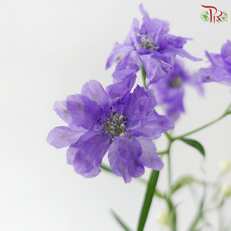 Delphinium Mini Double - Purple (Per Bunch)
