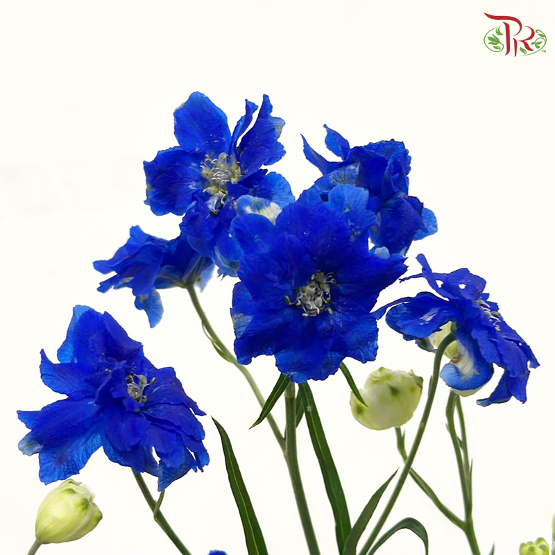 Delphinium Mini Double - Blue (Per Bunch)