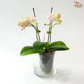 Mini Double Stems Phalaenopsis Orchid - Bicolour Green & Pink (SRM1051) (Without Vase)