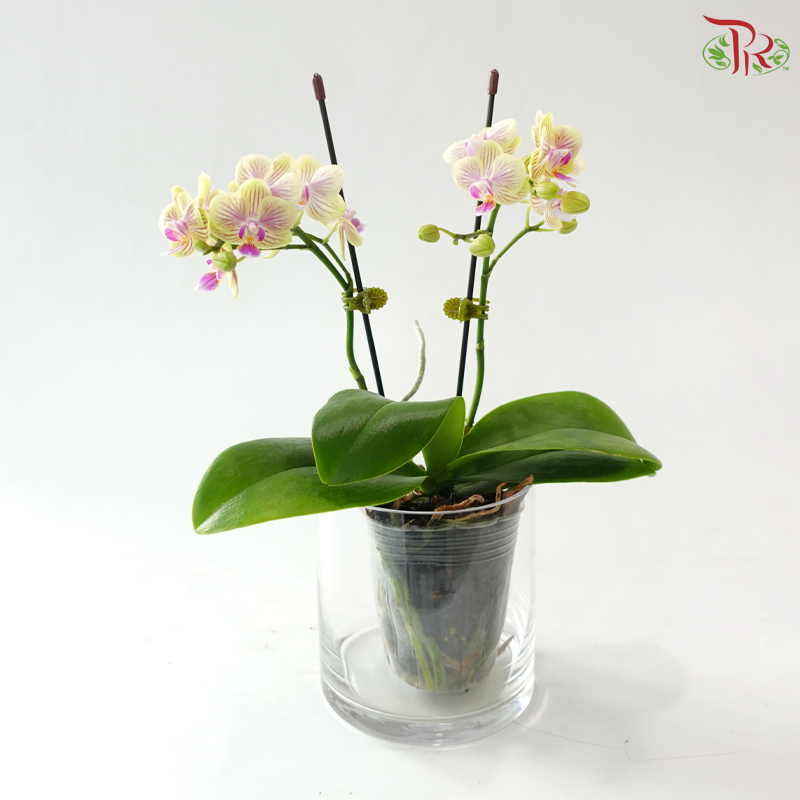 Mini Double Stems Phalaenopsis Orchid - Bicolour Green & Pink (SRM1051) (Without Vase)