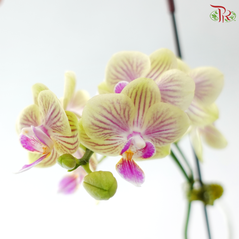 Mini Double Stems Phalaenopsis Orchid - Bicolour Green & Pink (SRM1051) (Without Vase)