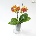 Mini Double Stems Phalaenopsis Orchid - Dark Orange (SRM0736)  (Without Vase)