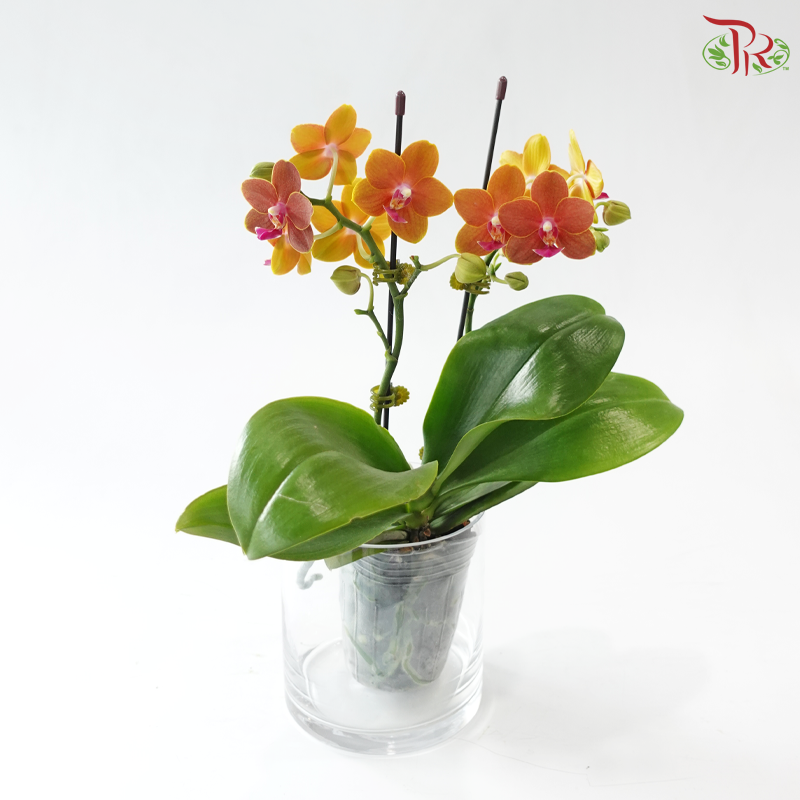 Mini Double Stems Phalaenopsis Orchid - Dark Orange (SRM0736)  (Without Vase)