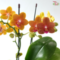 Mini Double Stems Phalaenopsis Orchid - Dark Orange (SRM0736)  (Without Vase)