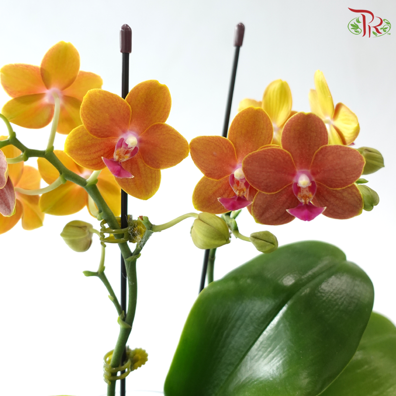 Mini Double Stems Phalaenopsis Orchid - Dark Orange (SRM0736)  (Without Vase)