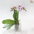 Mini Double Stem Phalaenopsis - Light Pink OX1499 (Without Vase)