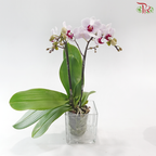 Mini Double Stem Phalaenopsis - Light Pink OX1499 (Without Vase)