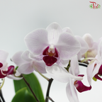 Mini Double Stem Phalaenopsis - Light Pink OX1499 (Without Vase)