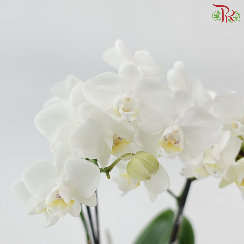 Mini Double Stems Phalaenopsis Orchid - White With Minor Pink Lips P1914 (Without Vase)