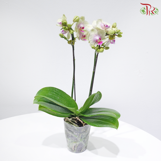 Mini Double Stems Phalaenopsis Orchid - Yellow With Pink Heart M-YR (SRM1342) (Without Vase)