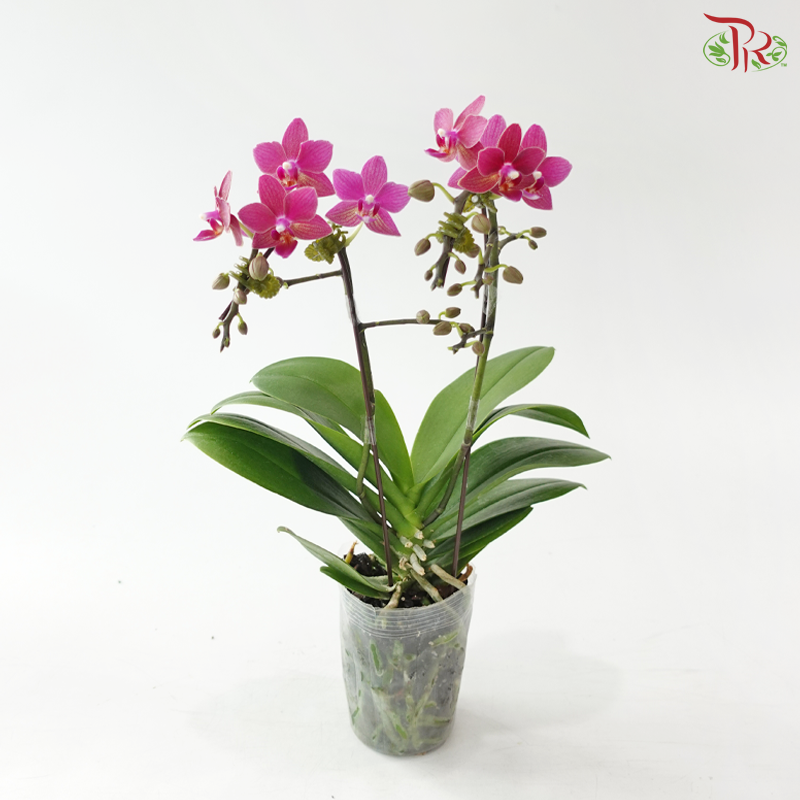 Mini Double Stem Phalaenopsis - Pink - YH0556 (Without Vase)