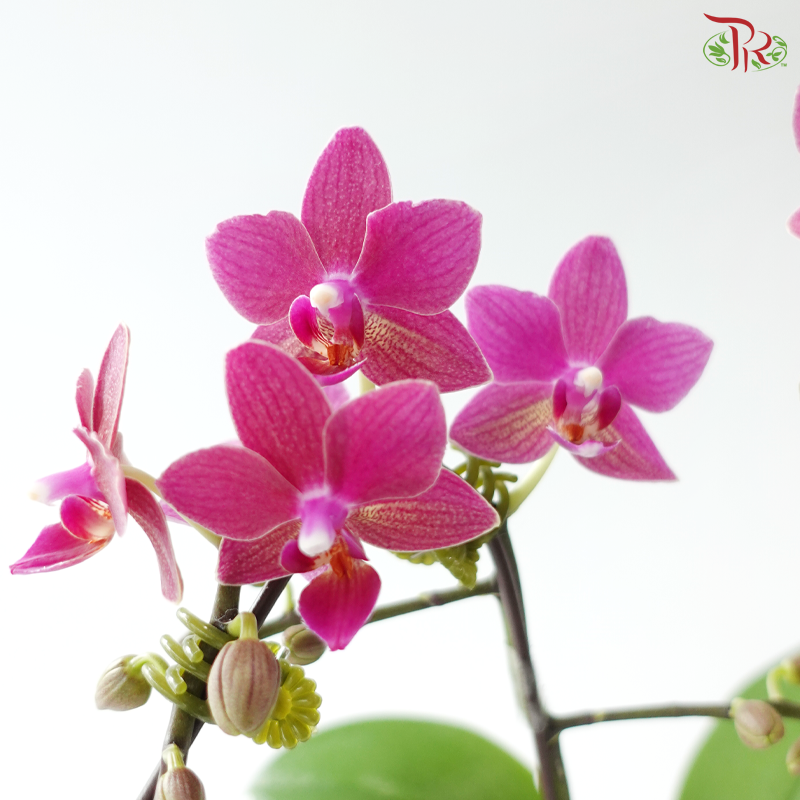 Mini Double Stem Phalaenopsis - Pink - YH0556 (Without Vase)