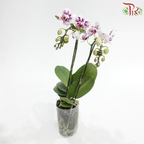 Mini Double Stems Phalaenopsis Orchid - White With Pink Splash - M-WSP (SRM1067)
