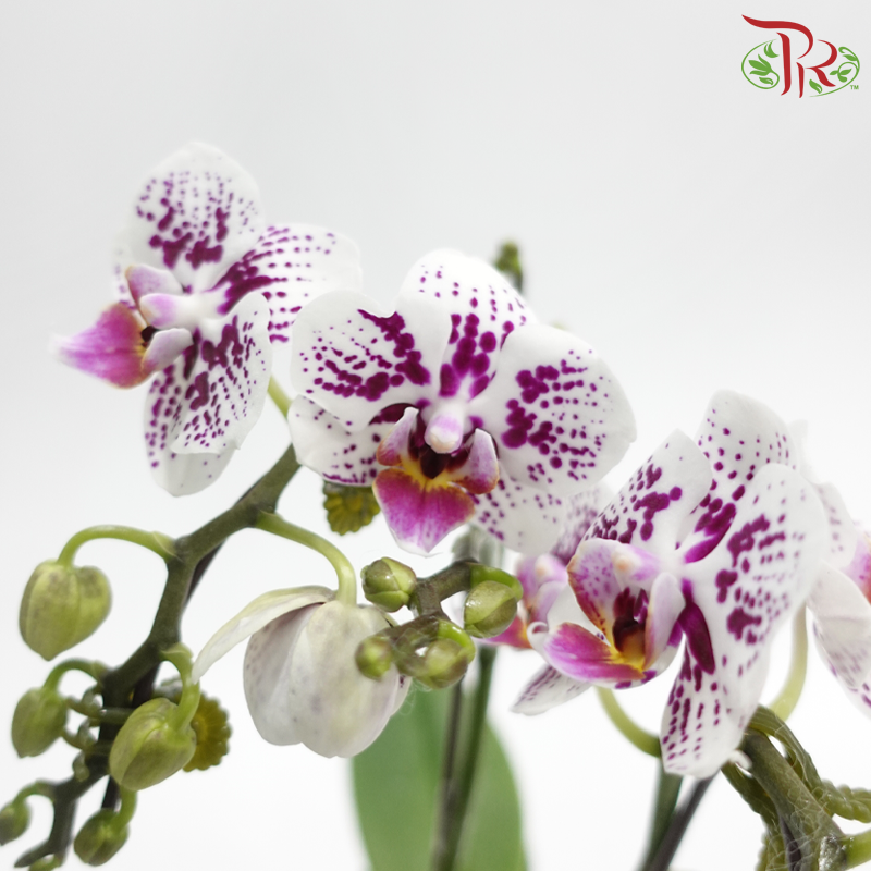 Mini Double Stems Phalaenopsis Orchid - White With Pink Splash - M-WSP (SRM1067)