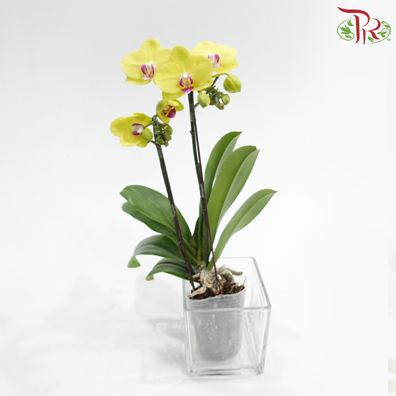 Mini Double Stems Phalaenopsis Orchid - Yellow With Pink Heart - M-YR (SRM1085) (Without Vase)