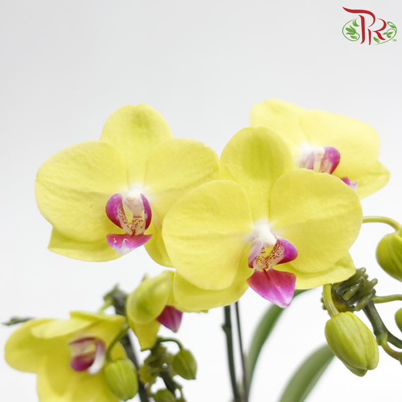 Mini Double Stems Phalaenopsis Orchid - Yellow With Pink Heart - M-YR (SRM1085) (Without Vase)