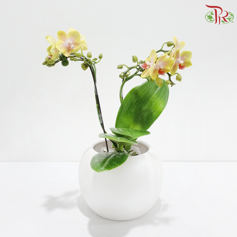 Mini Double Stems Phalaenopsis Orchid - Yellow With Pink Heart - M-YSP (SRM1340) (Without Vase)