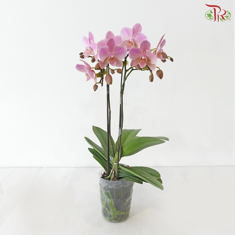 Mini Double Stems Phalaenopsis Orchid - Treviso (Without Vase)