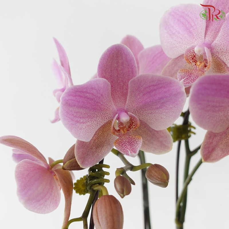 Mini Double Stems Phalaenopsis Orchid - Treviso (Without Vase)