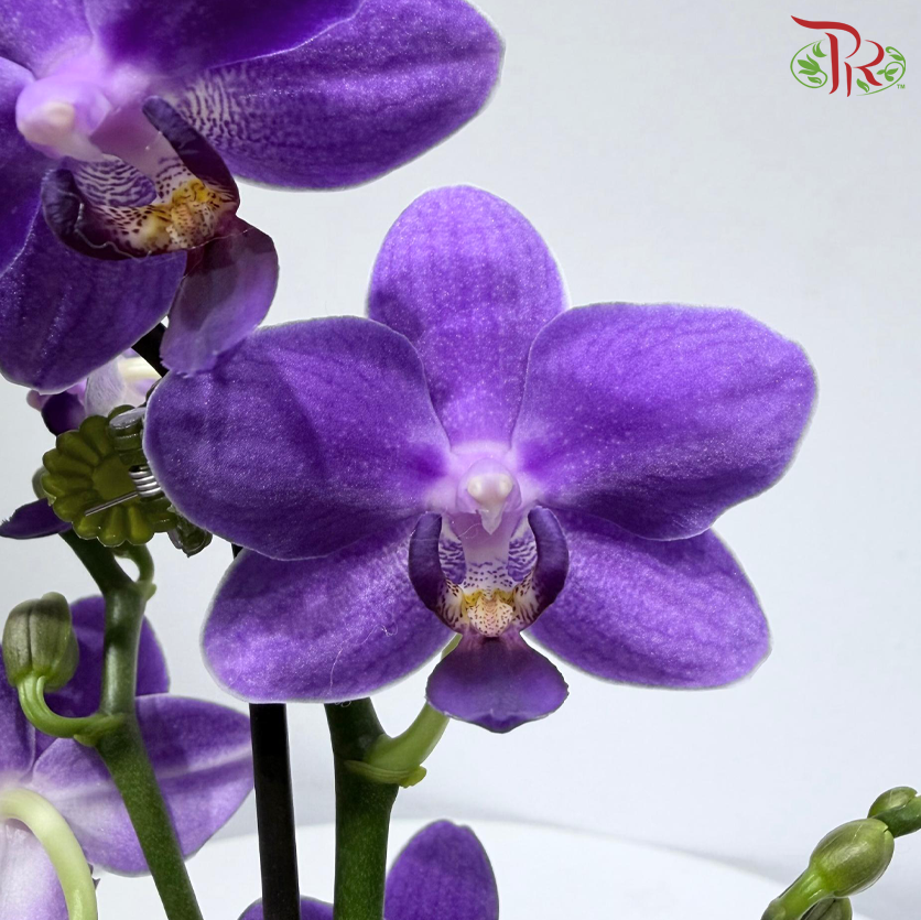 Mini Double Stem Phalaenopsis Orchid - Purple - GW1826