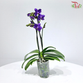 Mini Double Stem Phalaenopsis Orchid - Purple - GW1826