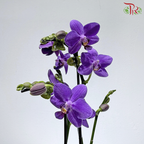Mini Double Stem Phalaenopsis Orchid - Purple - GW1826