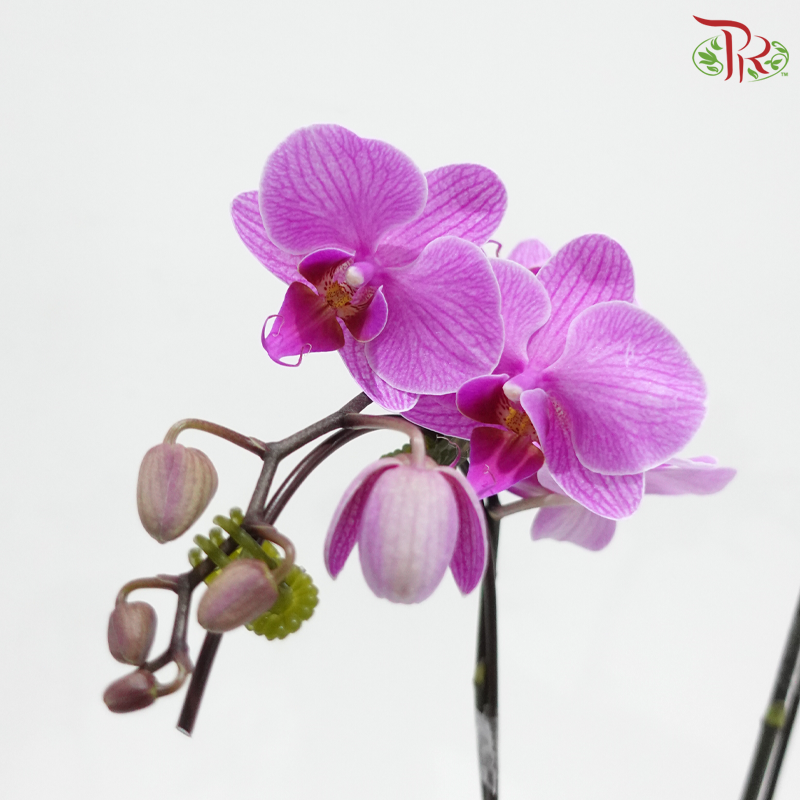 Mini Double Stems Phalaenopsis Orchid - M-P (SRM1295) (Without Vase)