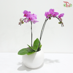 Mini Double Stems Phalaenopsis Orchid - M-P (SRM1295) (Without Vase)