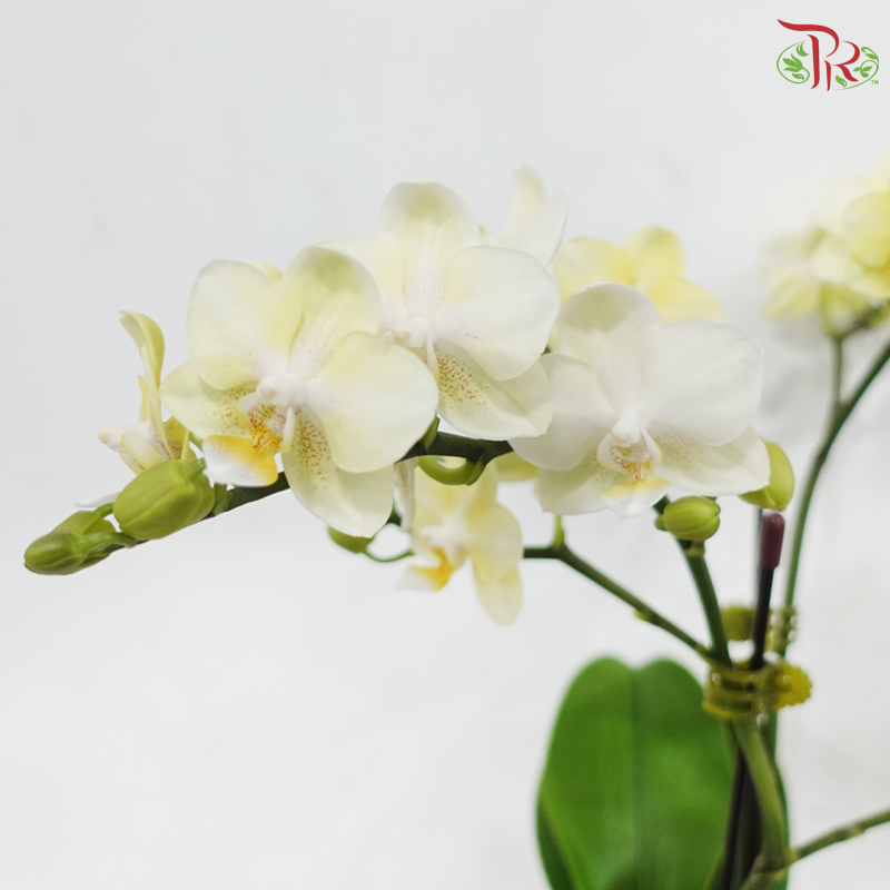 Mini Double Stems Phalaenopsis Orchid - Light Yellow (SRM0946) (Without Vase)