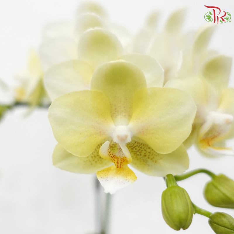 Mini Double Stems Phalaenopsis Orchid - Light Yellow (SRM0946) (Without Vase)
