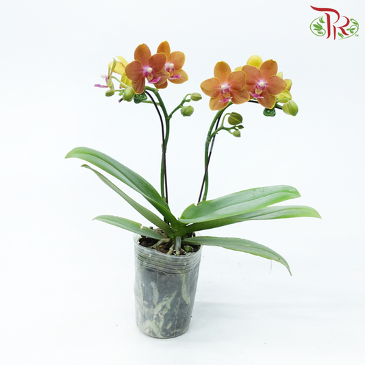 Mini Double Stem Phalaenopsis Orchid - Orange With Pink Lip