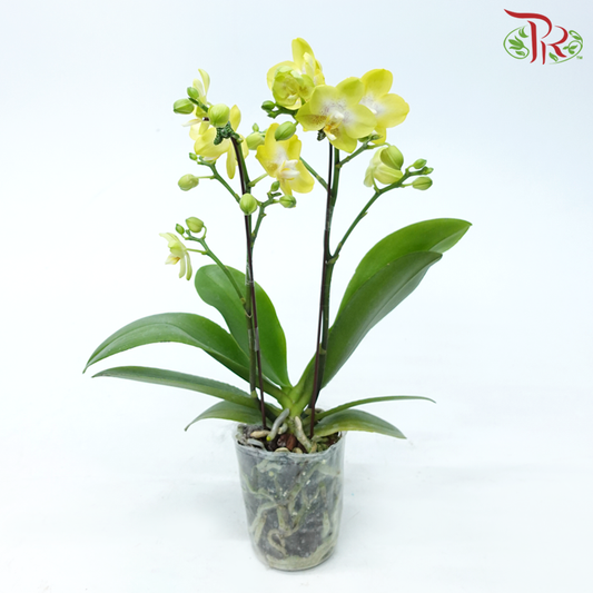 Mini Double Stem Phalaenopsis Orchid - Arezzo Yellow