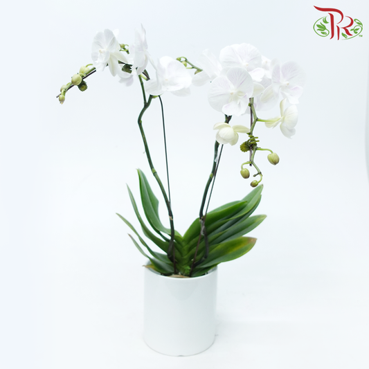 Mini Double Stem Phalaenopsis Orchid - White SKBL12 *Excluded Pot*