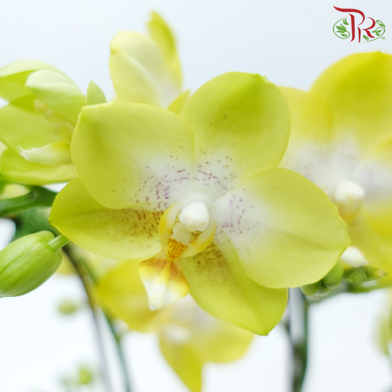 Mini Double Stem Phalaenopsis Orchid - Arezzo Yellow