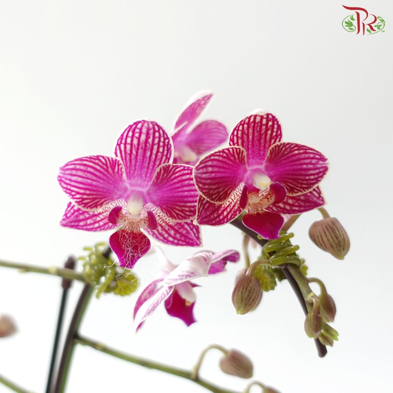 Mini Double Stem Phalaenopsis - Cherry Pink With Lining  P1763