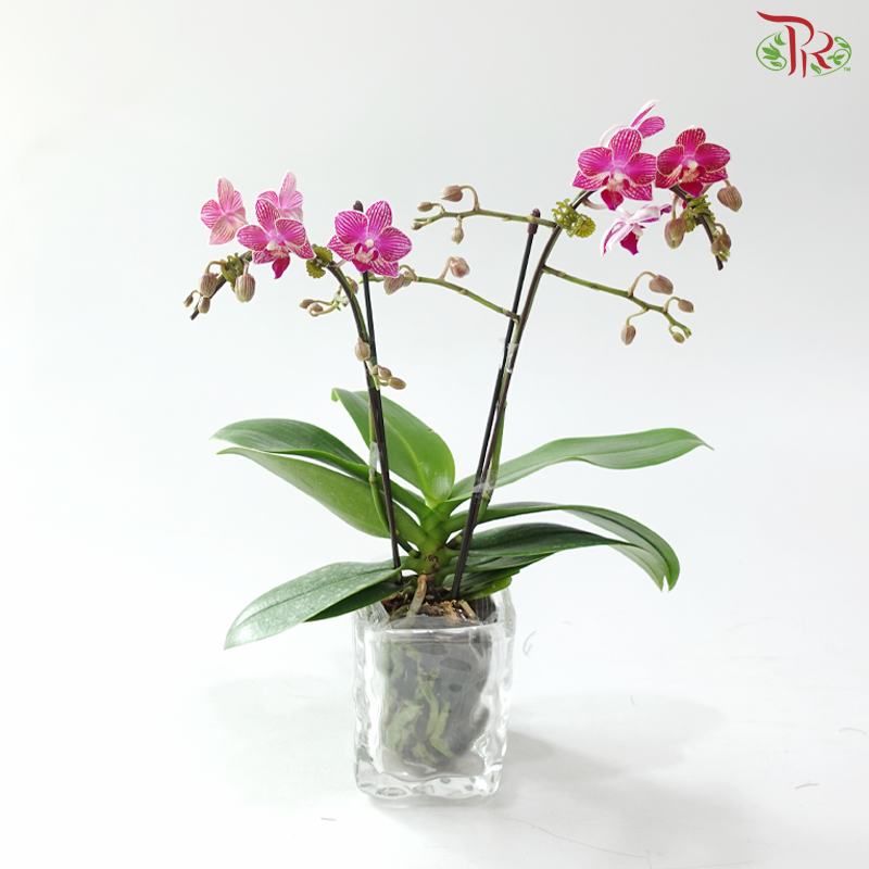 Mini Double Stem Phalaenopsis - Cherry Pink With Lining  P1763