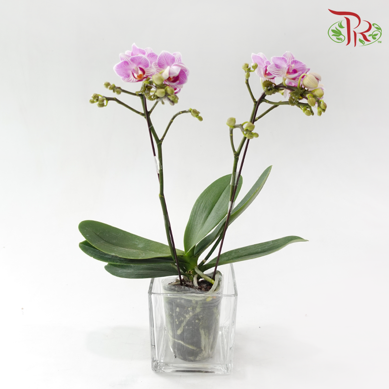 Mini Double Stems Phalaenopsis Orchid - M-PST (SRM0858) (Without Vase)