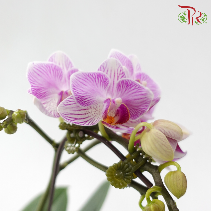 Mini Double Stems Phalaenopsis Orchid - M-PST (SRM0858) (Without Vase)