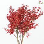 Wolly Ball - Dyed Red (Per Bunch)