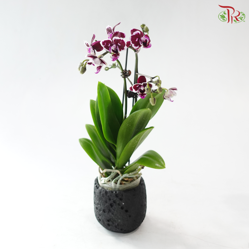 Mini Happiness Pot (With Pot Options)